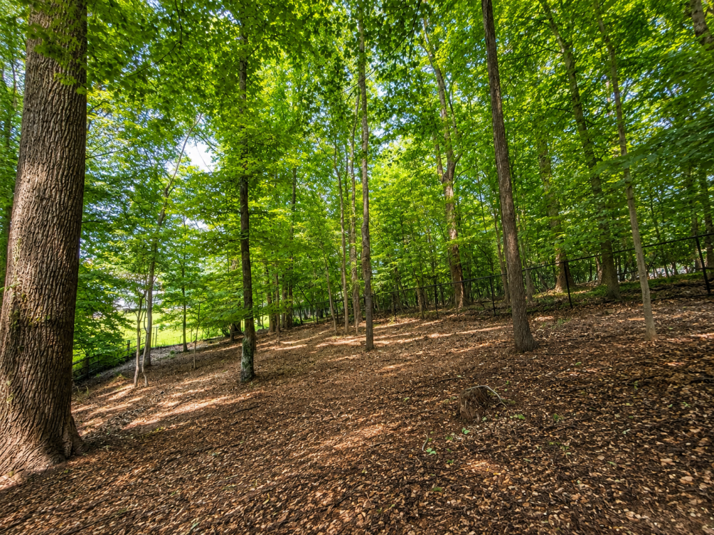 Professional land clearing and brush removal service in Montgomery County, MD