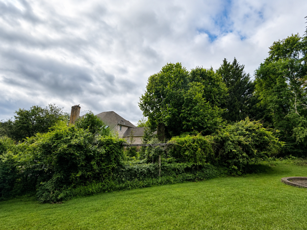 Forestry mulching and brush clearing on a residential property in Montgomery County, MD